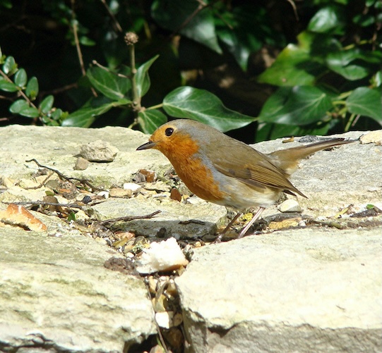 robin